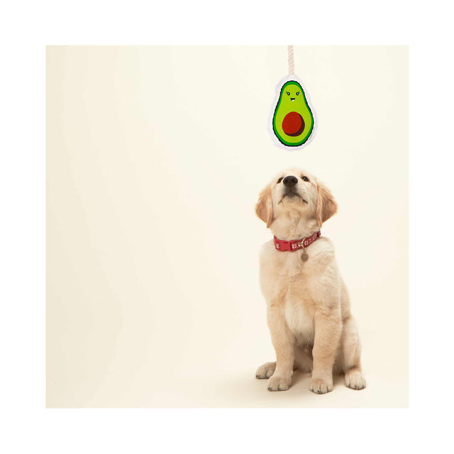Hundespielzeug Tau | Avocado