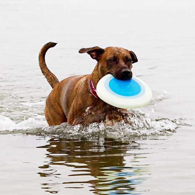 Hundespielzeug | Orbee-Tuff® Zoom Flyer, Glow-Blue