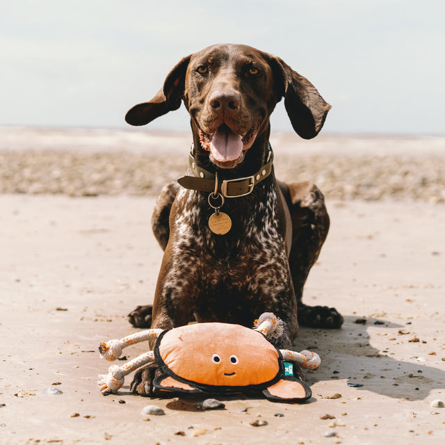 Hundespielzeug Recycled Rough & Tough | Cora the Crab