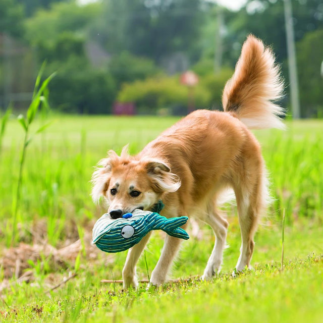 Kong Hundespielzeug KONG® | Cuteseas - Octopus