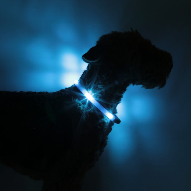 Hunde-Leuchthalsband Plus | Eisblau