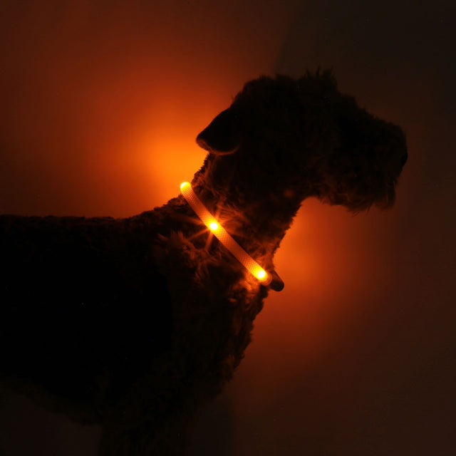 Hunde-Leuchthalsband Plus | Sunset Orange