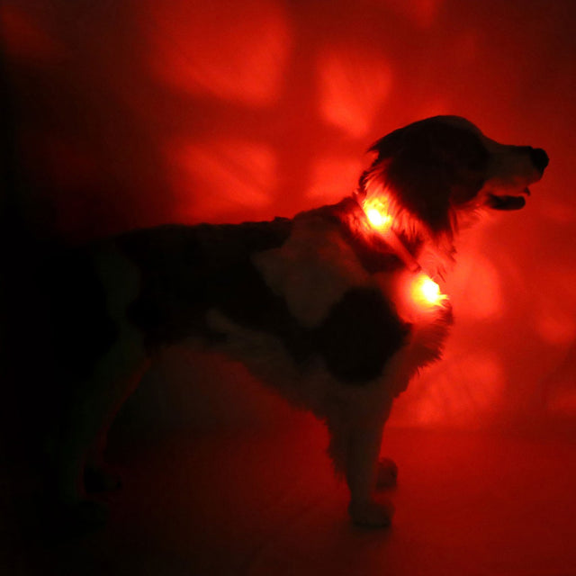 Hunde-Leuchthalsband Plus | Rot