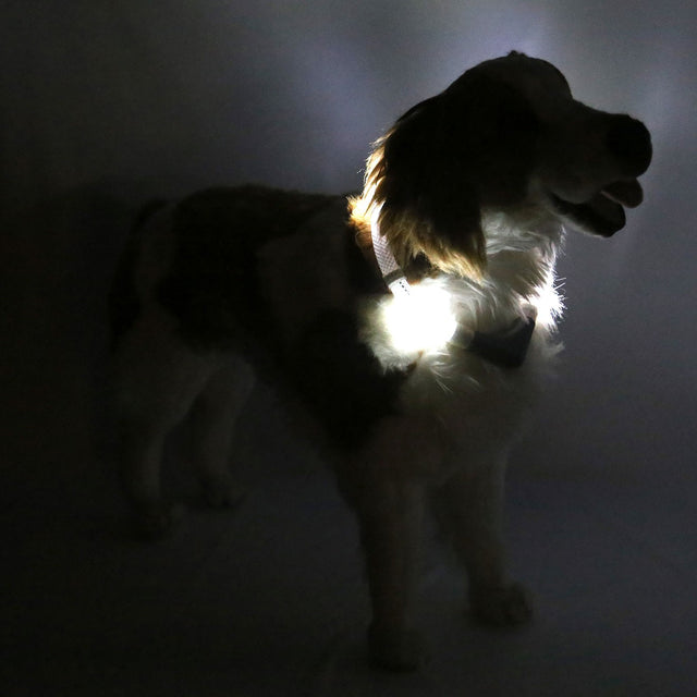 Hunde-Leuchthalsband Plus | Weiß