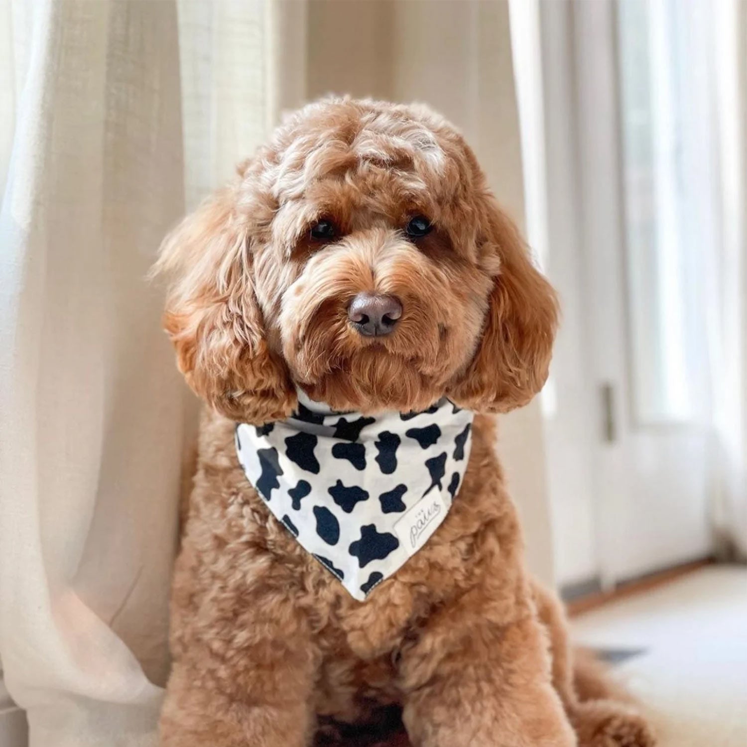 4er-Set Oster-Hundeschals – Niedliche Bandanas Für Deinen Hund