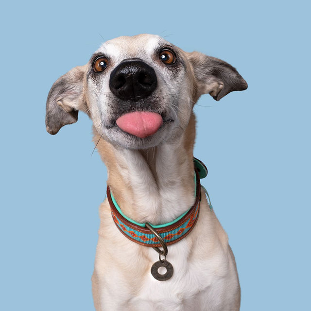 Dog with a Mission Hundehalsband | Paddy Lee Hundehalsband