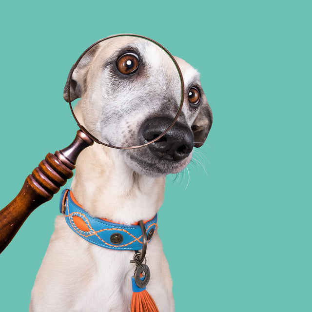 Dog with a Mission Hundehalsband | Jones Hundehalsband